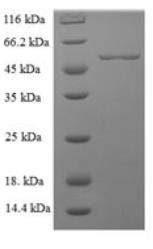 SDS-PAGE (MFGE8-652H).jpg